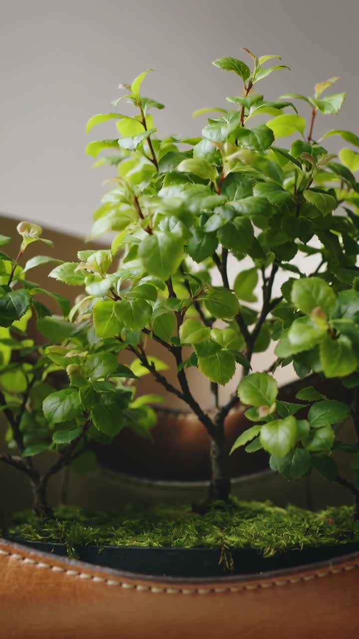 Video verticale: Telecamera in ascesa che riprende un bonsai su un tavolino basso, rivelando un vaso muschioso e i germogli superiori