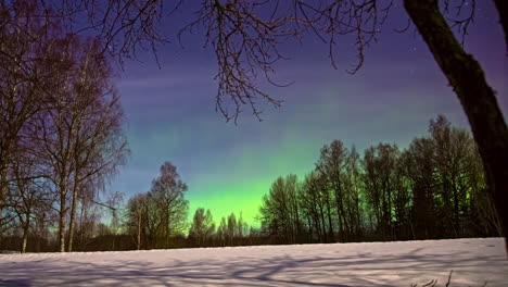 magical and colorful aurora borealis over bare trees at winter