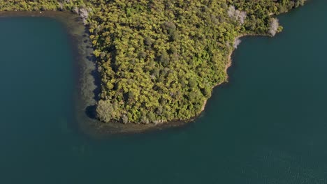 Headland-with-nikau-palm-trees-at-a-blue-lake-in-New-Zealand