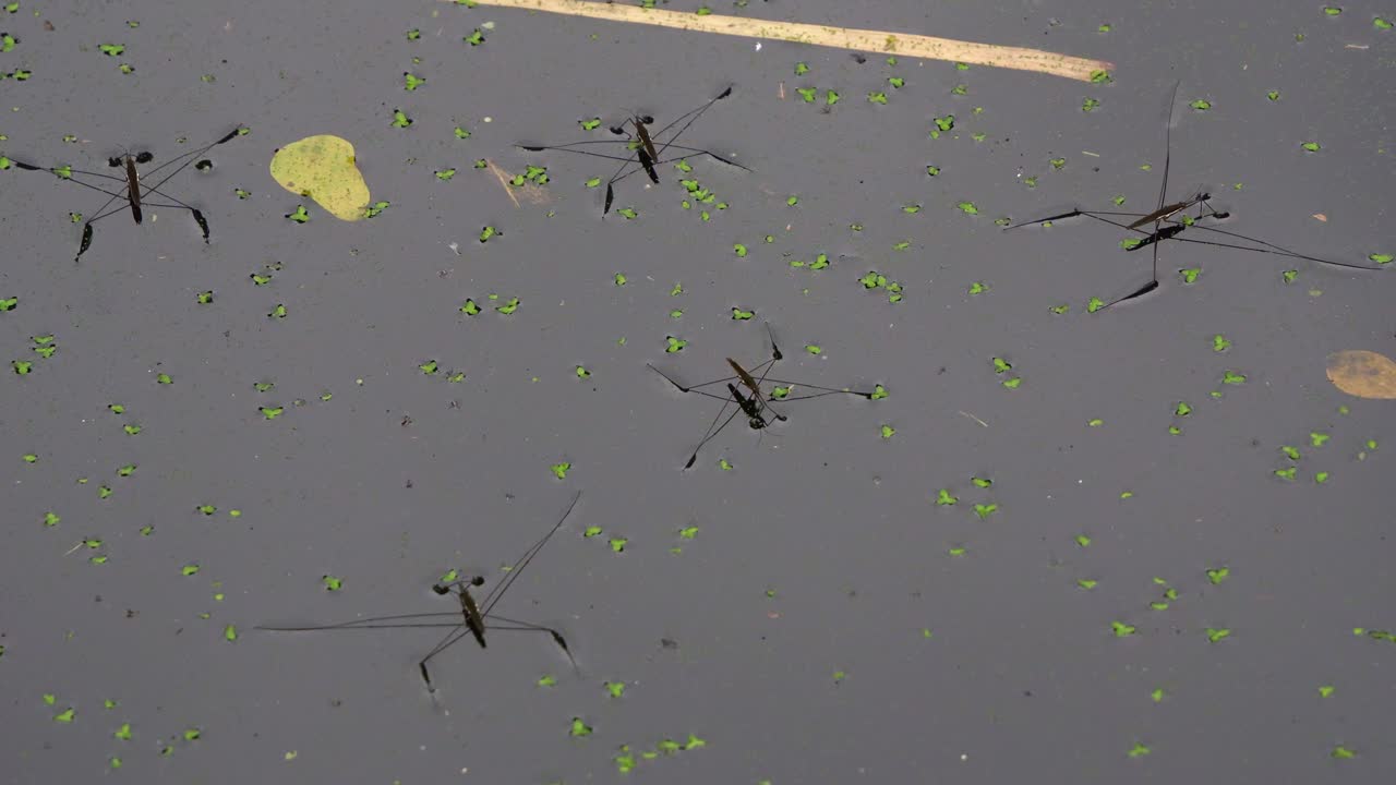 Water striders glide effortlessly across the pond, balancing on surface tension with legs so light they barely break the stillness, close up shot.