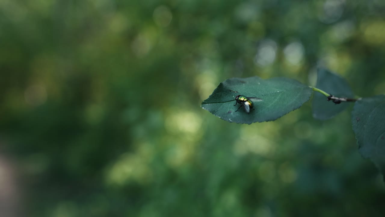 Close-up of a metallic-colored fly resting on a green leaf with a blurred forest background near Lake Jarun in Zagreb, Croatia