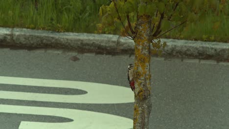 primer plano de un pájaro carpintero en un árbol frente a una calle