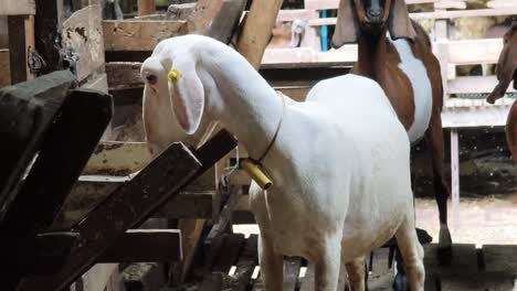 white goat in a barn