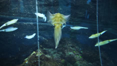 squid moves among fish in underwater scene