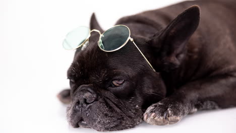 pet french bulldog with sunglasses