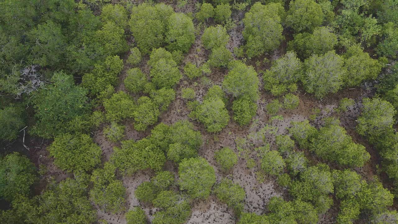 toma aérea de un dron en movimiento lento de un bosque de manglares desde un ángulo alto