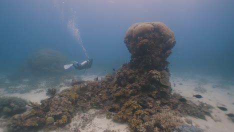 scuba diver diving at the great barrier reef in cairns, queensland australia