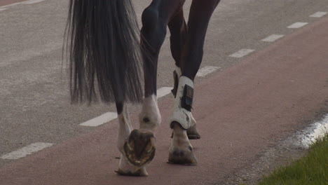 paardenvoeten lopen over de weg - close-up in slow motion