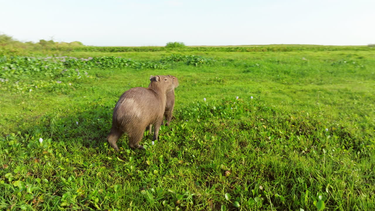 Herd Of Capybaras On Green Grassy Field In Los Llanos, Apure, Venezuela. closeup, orbiting shot