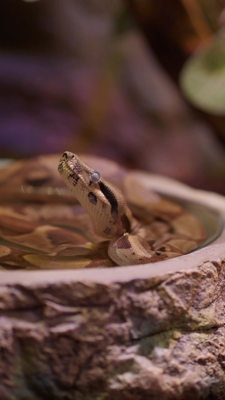 Boa Constrictor Resting in Water Bowl in Terrarium