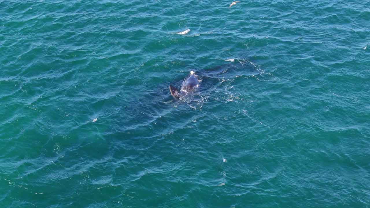Aerial shot of blue whales swimming in turquoise waters near Puerto Madryn, with some small waves. Great color contrast. Shot 4K - 60fps.