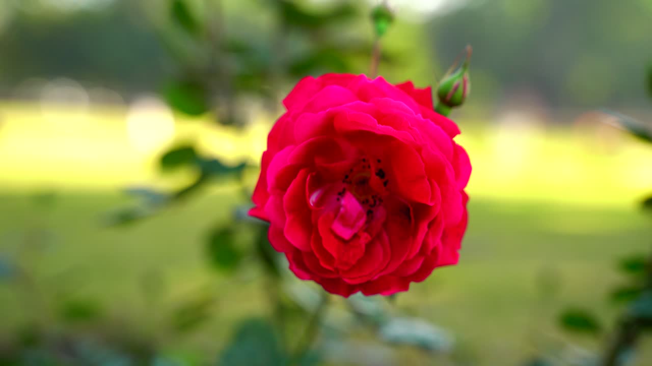 Blomst i haven badet i sol-2