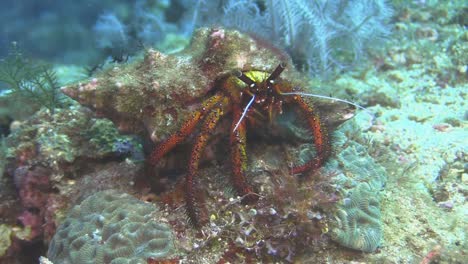 white-spotted hermit crab on coral block foraging on algae during day, medium shot showing all body parts