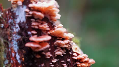 pan of pink mini mushroom on rotting wood - rosy oysterling mushroom