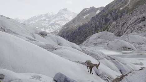 alpine ibex on a glacier