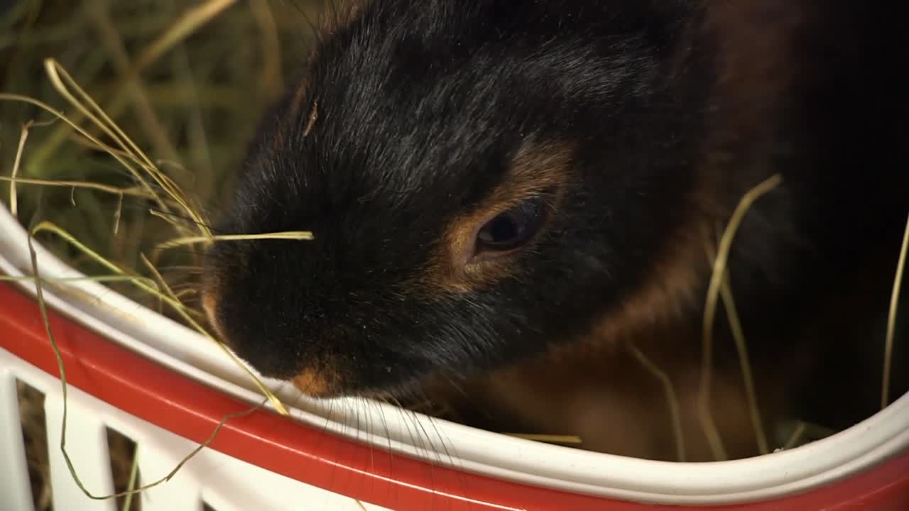 사랑스러운 아기 토끼는 부활절 휴가 시간에 갈색과 검은색의 으로 가득 찬 바구니에 앉아 있습니다.