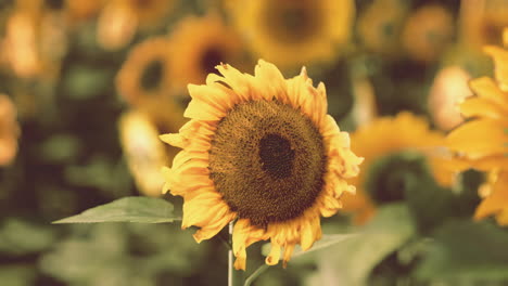 beautiful sunflowers in a field