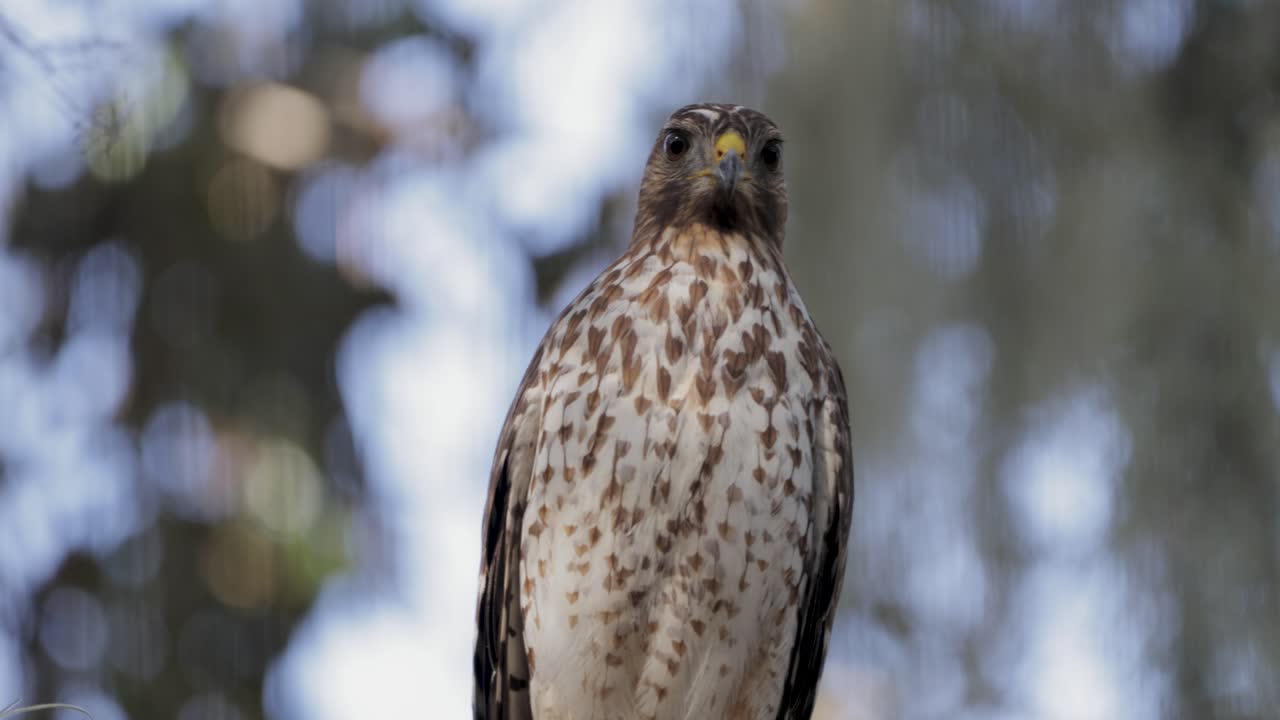 Close-up of a coopers hawk perched with soft bokeh background, highlighting its sharp features and alert posture