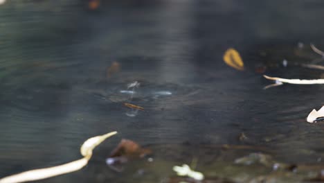 pond strider making out on water surface