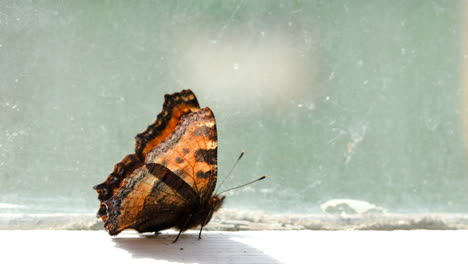 Mariposa-Manchada-Marrón-Caminando-Sobre-El-Alféizar-De-La-Ventana