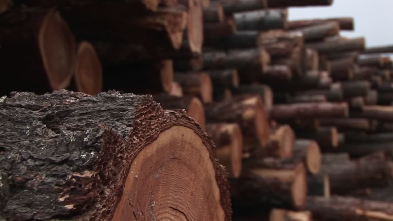 절단된 목재 더미에 있는 통나무의 극단적인 근접 촬영