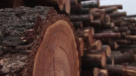 an extreme closeup of a log in a stack of cut timber