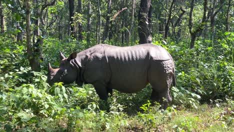 a rhino grazing on the edge of the jungle in the midday sun