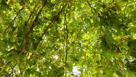 sunlight through a tree canopy