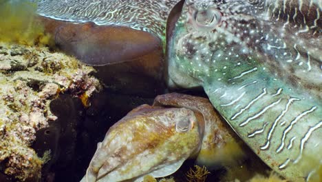 giant australian cuttlefish sepia apama migration whyalla south australia 4k slow motion, mating, laying eggs, fighting, aggregation, underwater