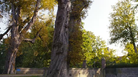 a shot fromup to down of an old bruised tree standing next to a bridge over a river in front of a park