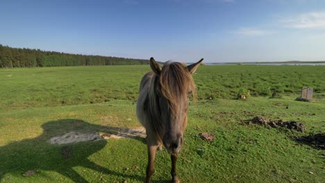 Wildpferd-Und-Blauer-Himmel