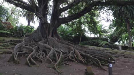 Antonio-Borges-Botanical-Garden-in-Ponta-Delgada,-with-Australian-banyan-tree