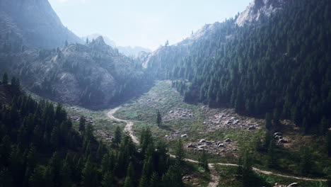 vista de pájaro de la carretera que atraviesa hermosos bosques de pinos verdes