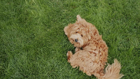 un lindo caniche esponjoso está tendido en la hierba, disfrutando de un paseo y un buen estado de ánimo