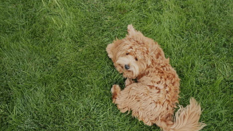 a cute fluffy poodle is lying on the grass, enjoying a walk and a good mood