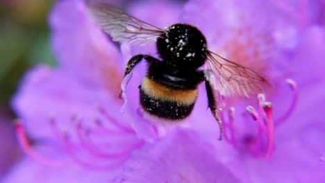 buff-tailed bumblebee pollinating pink flower in bloom