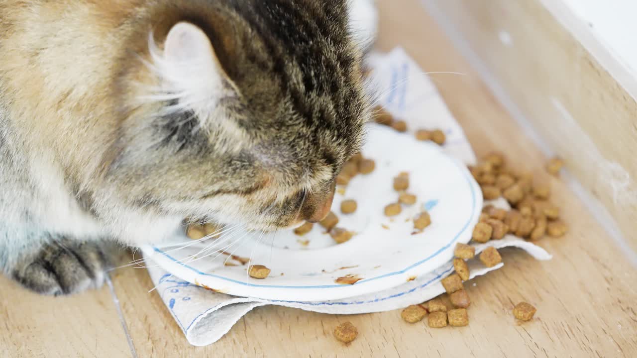Nahaufnahme einer Hauskatze, die in Zeitlupe von einem Teller frisst, während etwas Futter auf dem Boden verstreut ist. Natürliches Fressverhalten in einer gemütlichen häuslichen Umgebung, ideal für Haustierpflege- und Ernährungskonzepte.