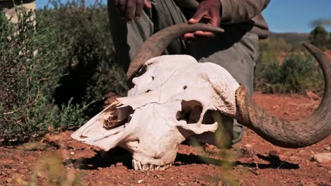 cráneo de una hembra muerta de búfalo africano con cuernos siendo manejado por un guardabosques