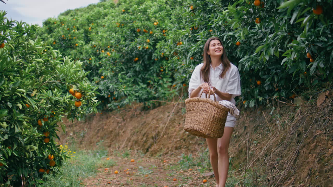 오렌지 과일 정원을 수확하는 여성 농부. 바구니에 만다린을 넣는 여인