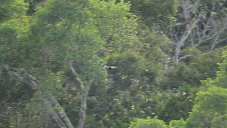 Tucán-De-Garganta-Blanca-Se-Desliza-Sobre-El-Dosel-De-La-Selva-Tropical-Y-Aterriza-Con-Gracia