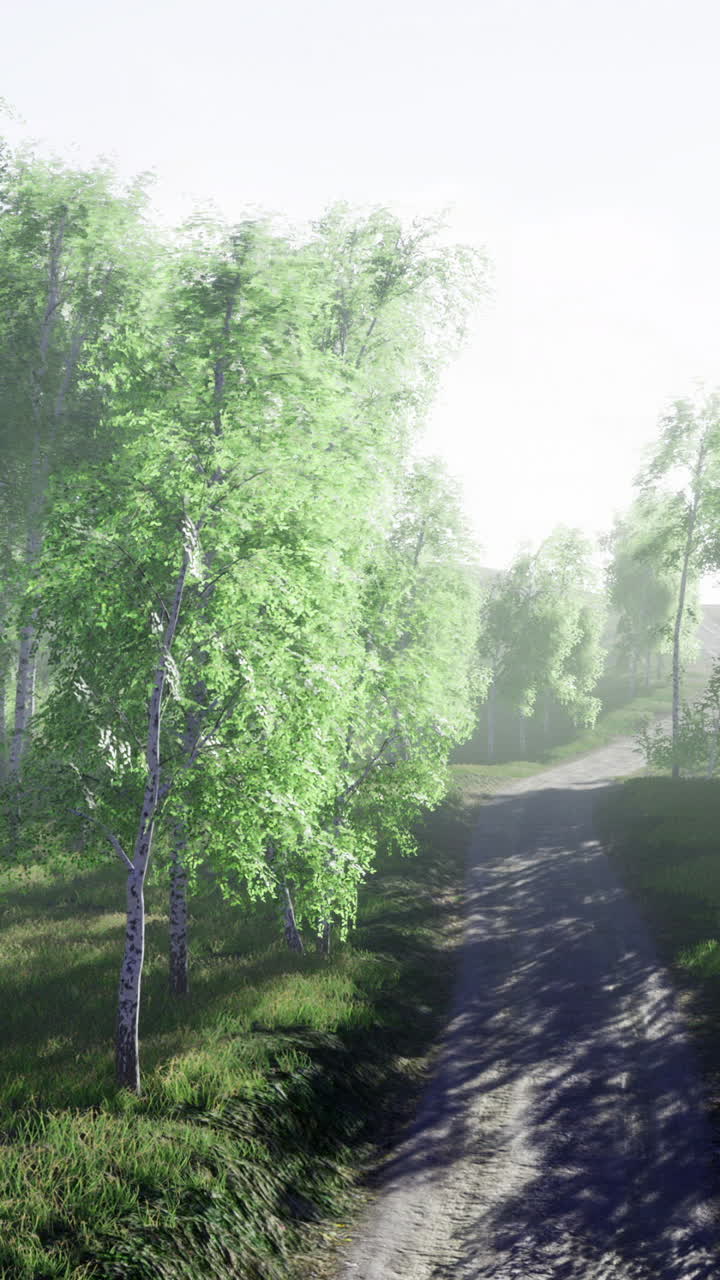 Lush green forest path inviting exploration during early morning hours