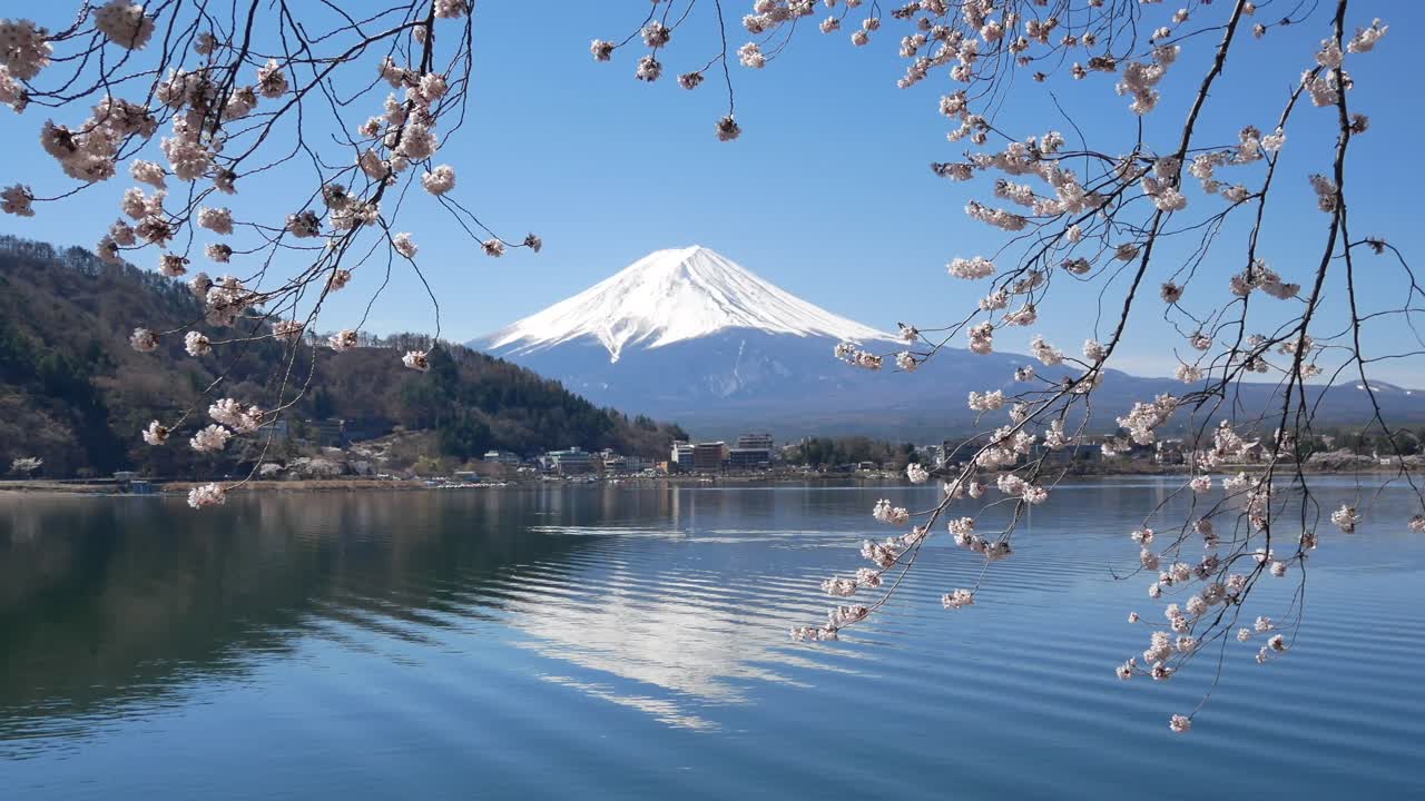 vista del paisaje natural de la montaña volcánica de fuji con el lago kawaguchi en primer plano con el árbol de flores de sakura-cherry bloosom y el viento que sopla-4k uhd video película corta