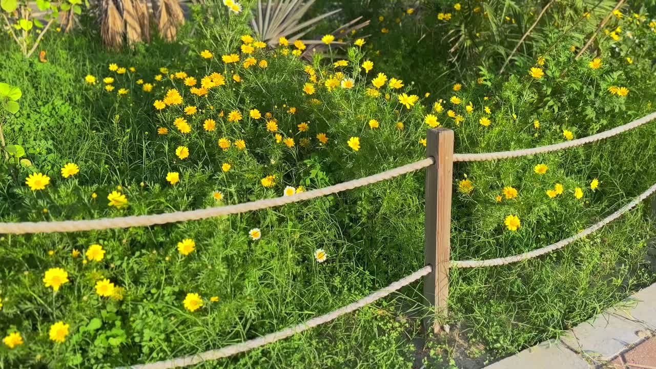 A scenic 4K video of vibrant yellow daisies blooming in a lush green garden, lit by golden sunlight with a rustic wooden fence in the foreground. Ideal for nature, wellness, or spring themes.