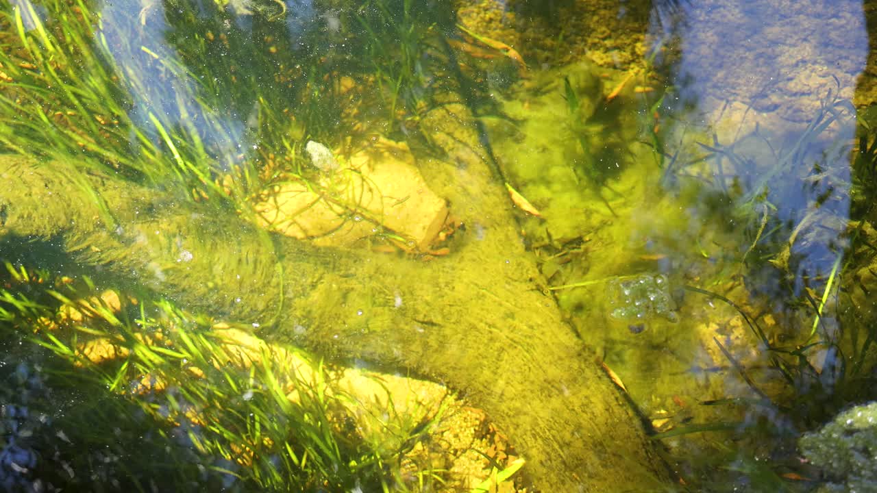La luce solare intensa illumina alghe verdi e piante acquatiche che ondeggiano dolcemente in un laghetto di acqua dolce e limpida.