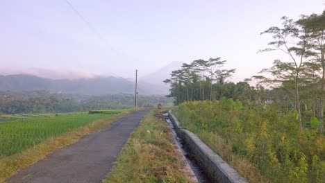 在大米田中間的道路, 背景有巨大的山脈, 在早上的陽光下