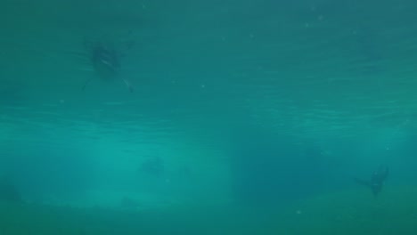Vista-Submarina-Lejana-De-Pingüinos-Nadando-En-El-Agua-Y-La-Superficie.