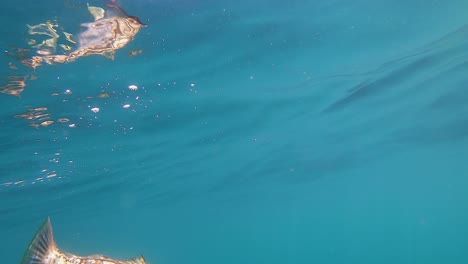 Unterwasseraufnahme-Von-Kalikobarsch-In-Kristallklarem-Zustand