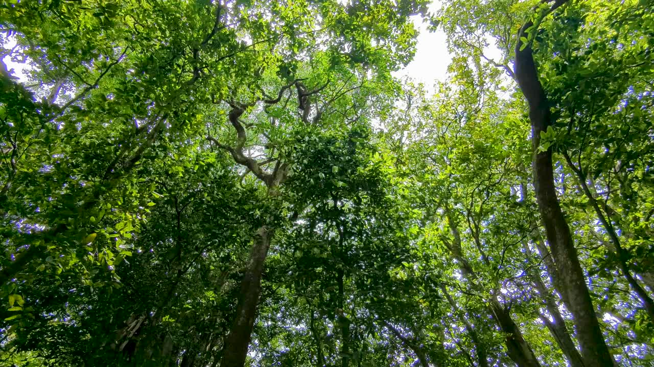 Scenic view of tall green trees in forest on tropical island Moorea, French Polynesia