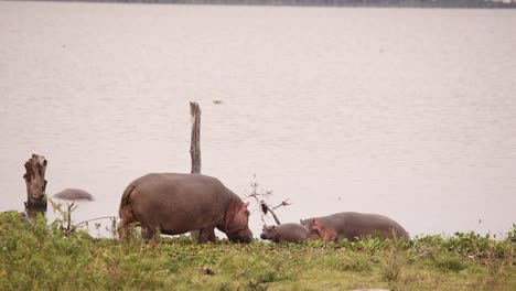 hippos grazing along a lakeshore in crescent island safari, kenya, with calm waters in the background