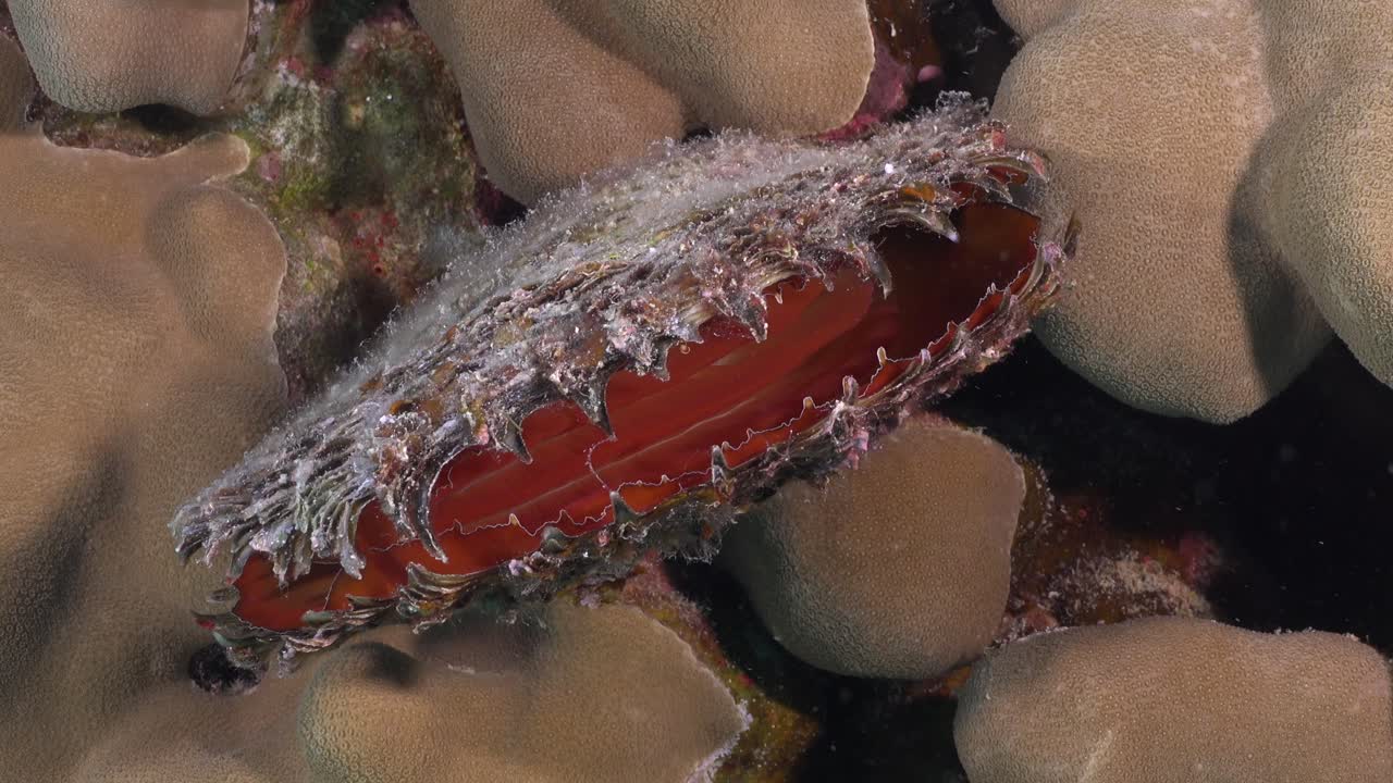 빨간 바다의 산호초에 있는 은 데기 (super close up on coral reef in the red sea)